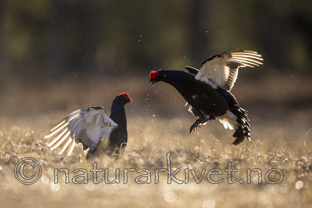 KA_170423_243 / Tetrao tetrix / Orrfugl