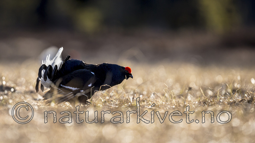 KA_170423_248 / Tetrao tetrix / Orrfugl