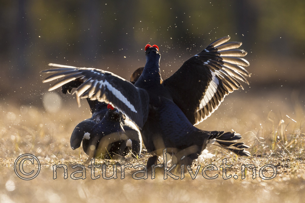 KA_170423_274 / Tetrao tetrix / Orrfugl