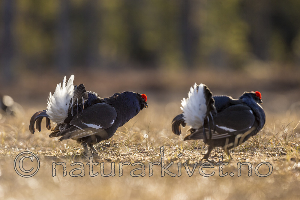 KA_170423_279 / Tetrao tetrix / Orrfugl