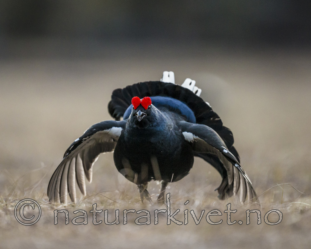 KA_170423_3 / Tetrao tetrix / Orrfugl