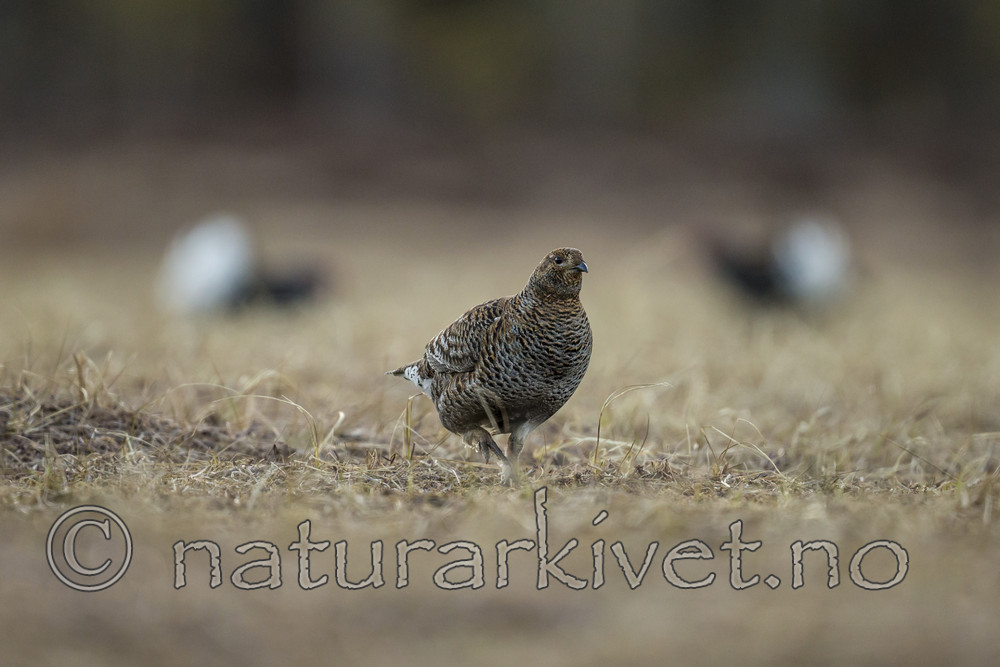 KA_170423_56 / Tetrao tetrix / Orrfugl