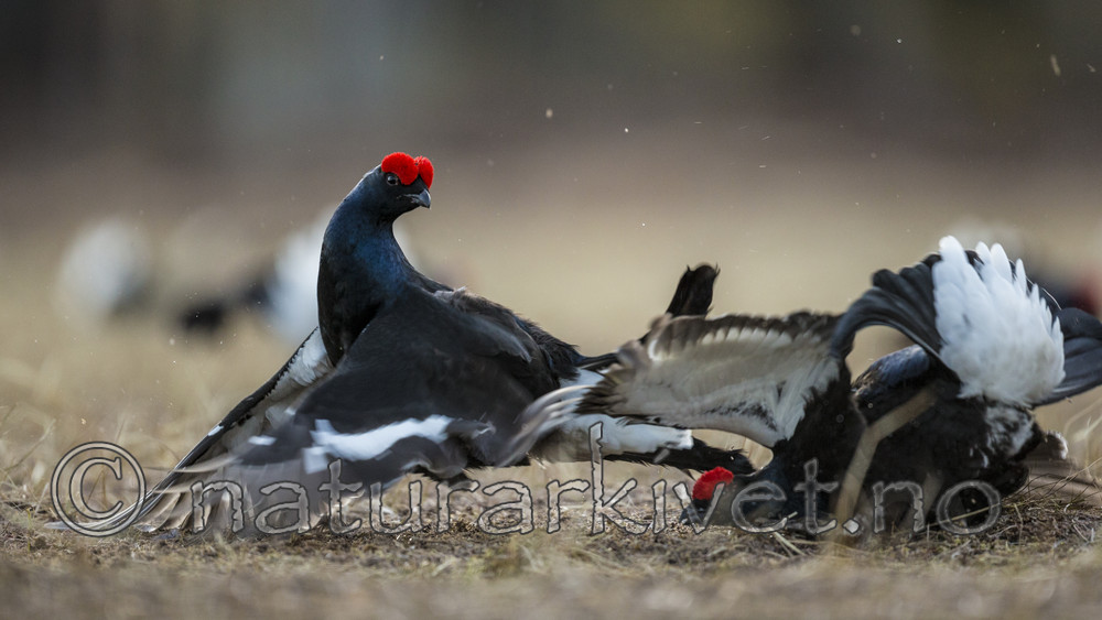 KA_170423_59 / Tetrao tetrix / Orrfugl