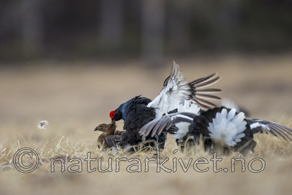 KA_170423_91 / Tetrao tetrix / Orrfugl