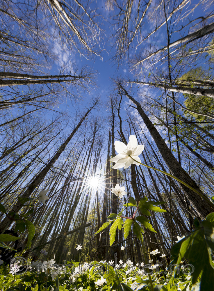 KA_170506_45 / Anemone nemorosa / Hvitveis