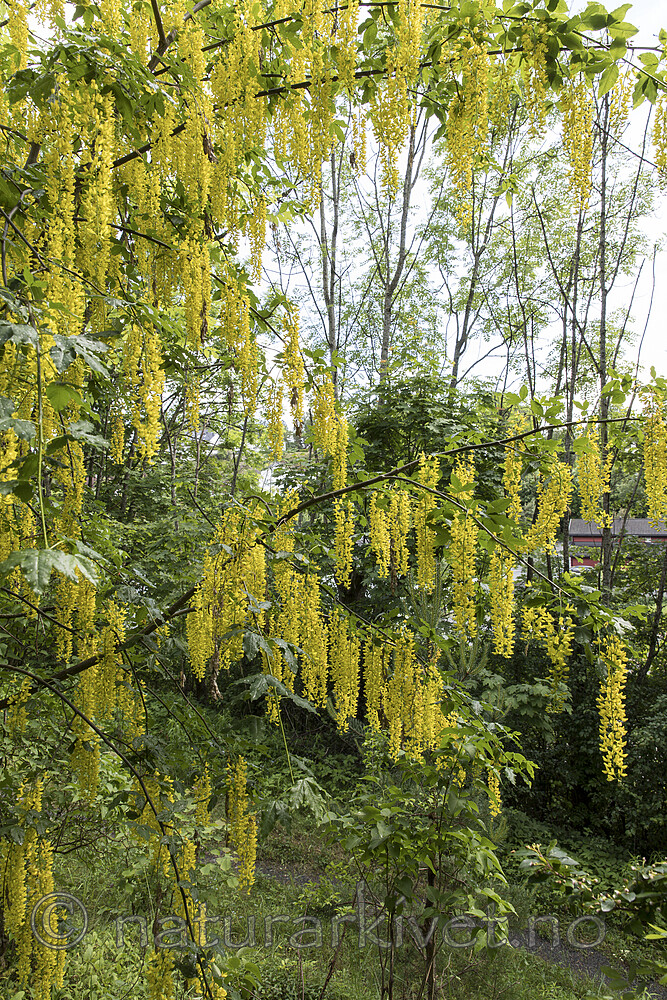 KA_170614_13 / Laburnum alpinum / Alpegullregn