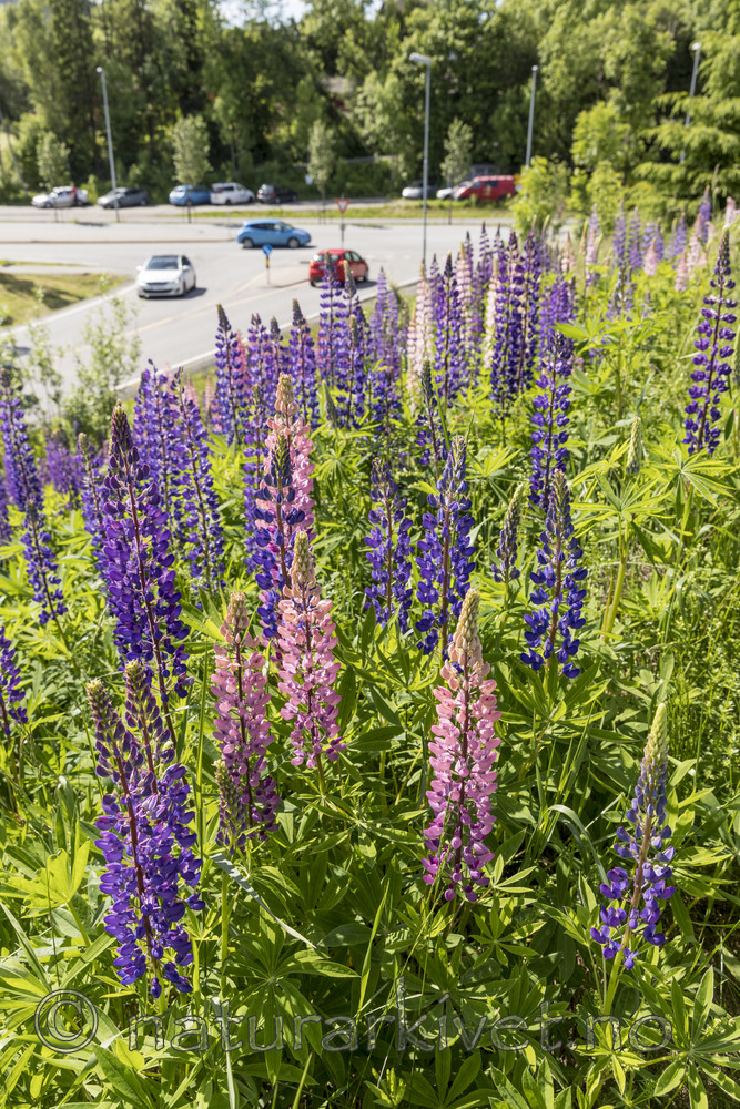 KA_170615_2 / Lupinus polyphyllus / Hagelupin