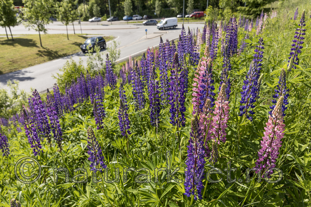KA_170615_3 / Lupinus polyphyllus / Hagelupin