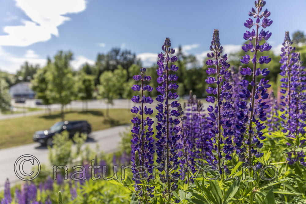 KA_170615_5 / Lupinus polyphyllus / Hagelupin