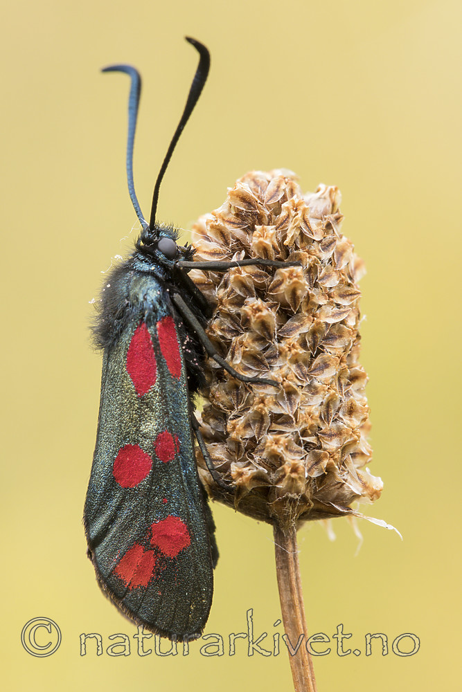 KA_170724_2 / Plantago lanceolata / Smalkjempe <br /> Zygaena filipendulae / Seksflekket bloddråpesvermer