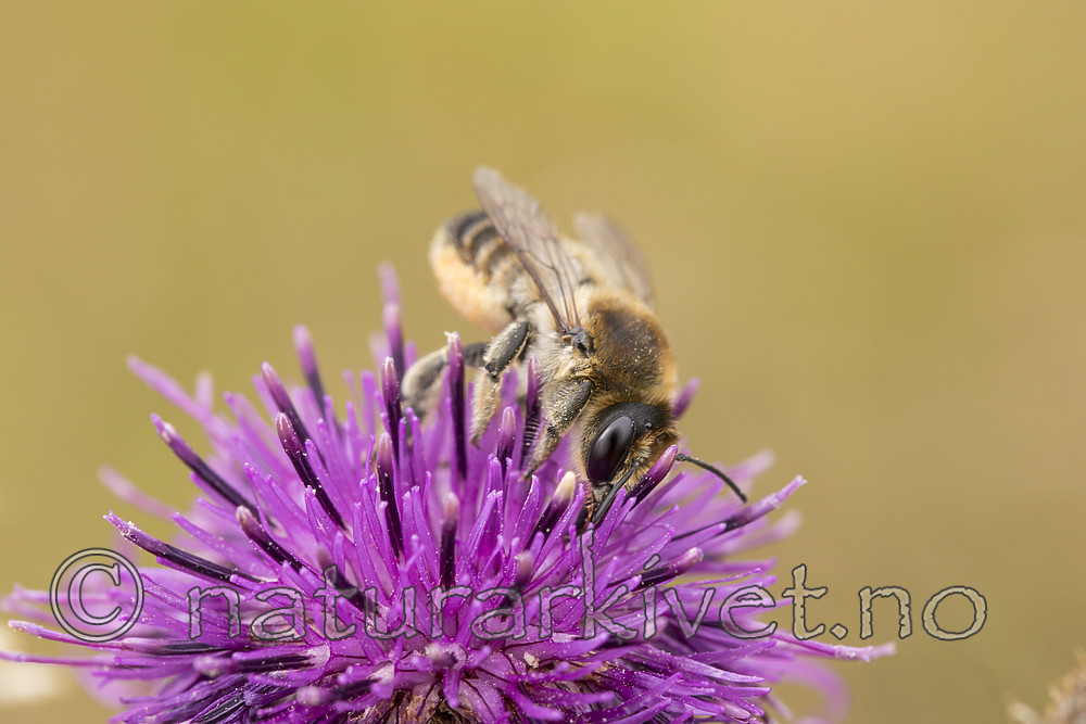 KA_170724_35 / Centaurea scabiosa / Fagerknoppurt <br /> Megachile lagopoda / Storbladskjærerbie