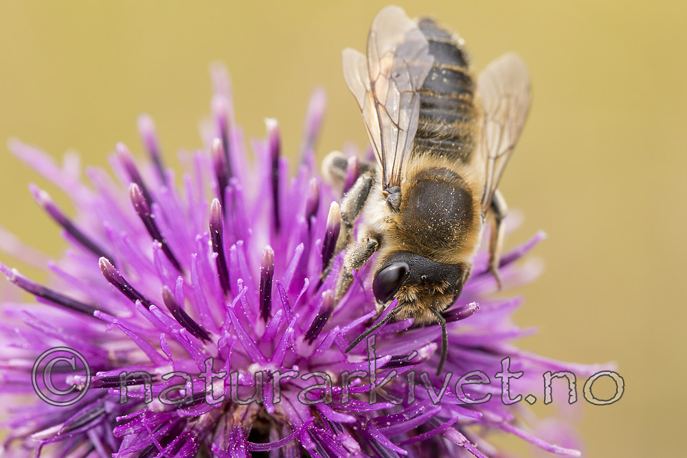 KA_170724_37 / Centaurea scabiosa / Fagerknoppurt <br /> Megachile lagopoda / Storbladskjærerbie