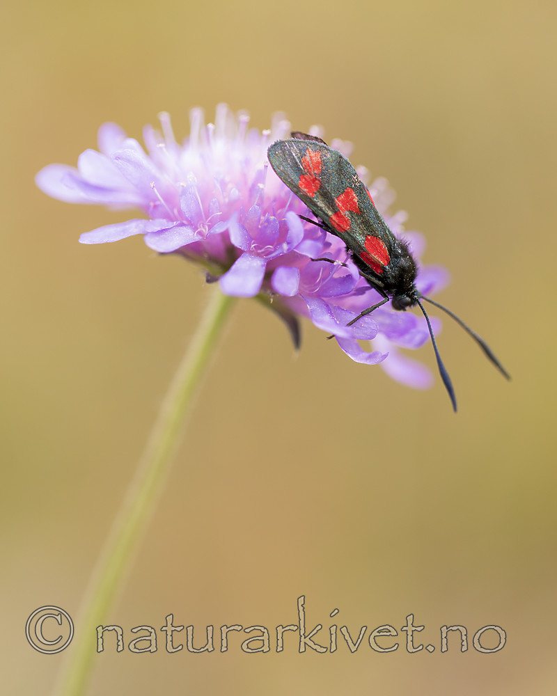 KA_170724_46 / Knautia arvensis / Rødknapp <br /> Zygaena filipendulae / Seksflekket bloddråpesvermer