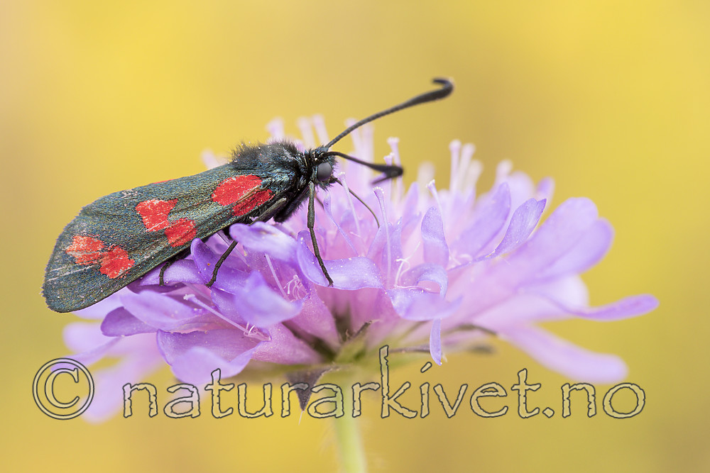 KA_170724_53 / Knautia arvensis / Rødknapp <br /> Zygaena filipendulae / Seksflekket bloddråpesvermer