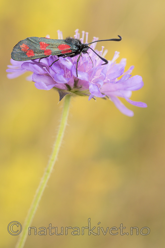 KA_170724_54 / Knautia arvensis / Rødknapp <br /> Zygaena filipendulae / Seksflekket bloddråpesvermer