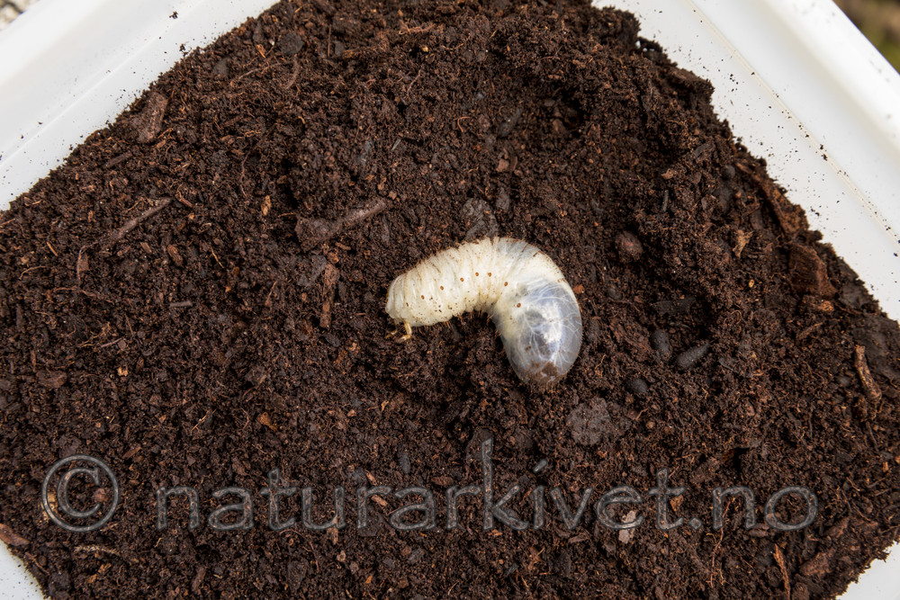 KA_170802_70 / Osmoderma eremita / Eremitt