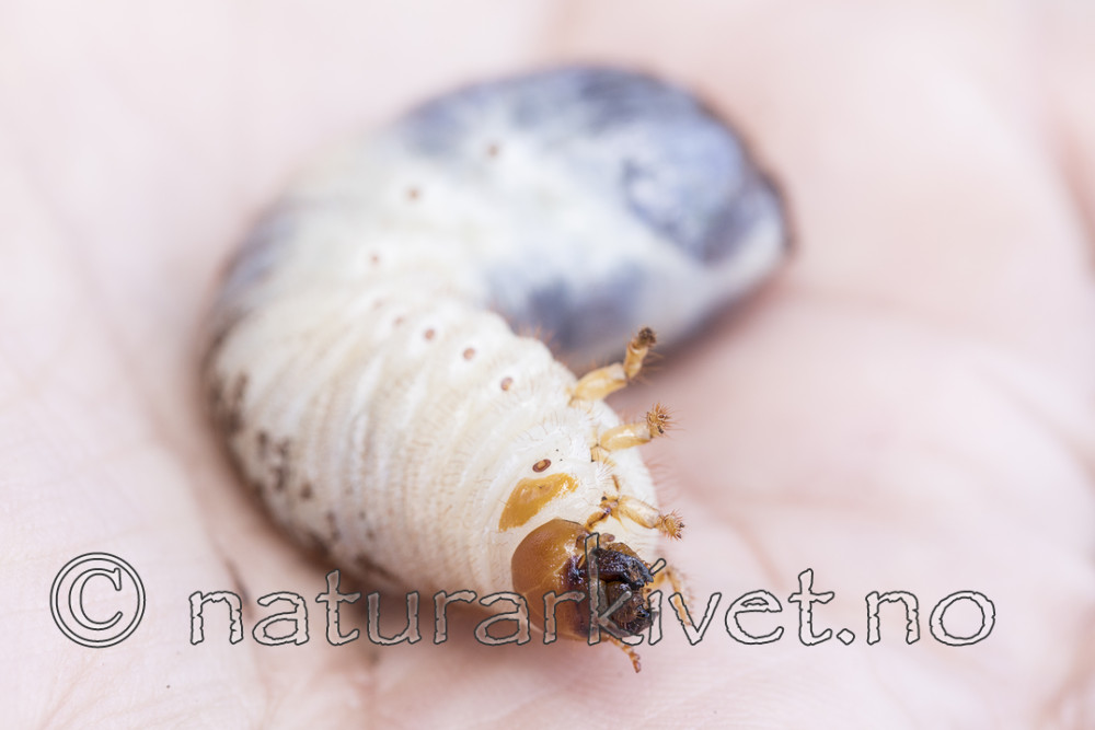 KA_170802_82 / Osmoderma eremita / Eremitt