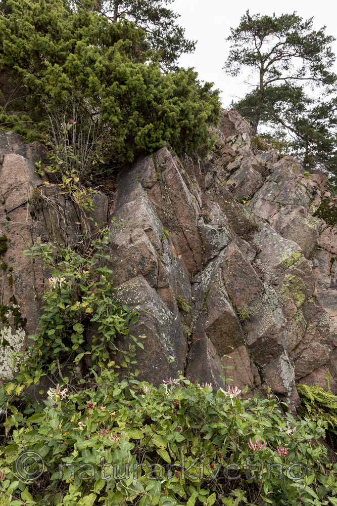 KA_170908_1 / Lonicera periclymenum / Vivendel