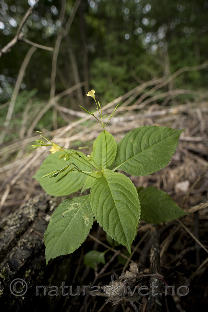 KA_170908_18 / Impatiens parviflora / Mongolspringfrø