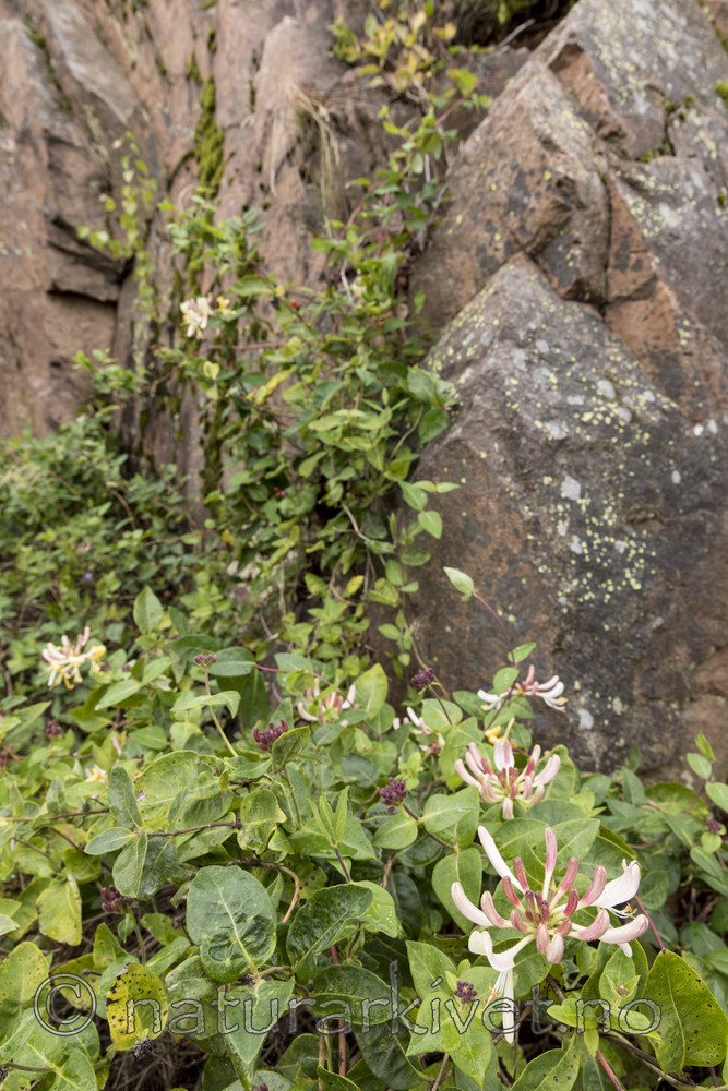 KA_170908_2 / Lonicera periclymenum / Vivendel