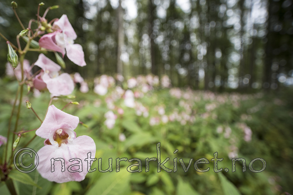 KA_170908_26 / Impatiens glandulifera / Kjempespringfrø