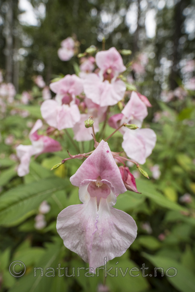 KA_170908_28 / Impatiens glandulifera / Kjempespringfrø