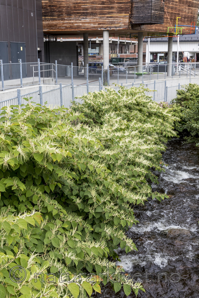 KA_170908_5 / Reynoutria japonica / Parkslirekne