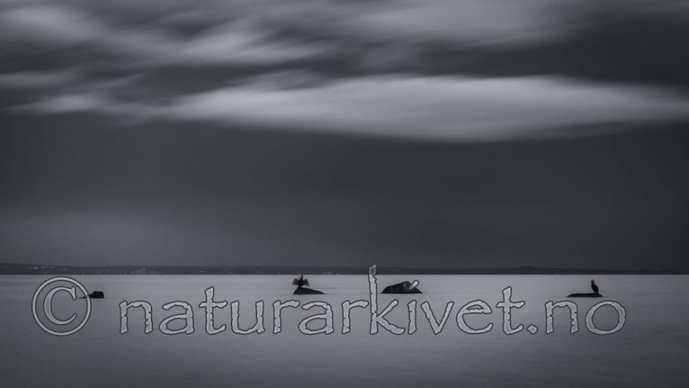 KA_170910_13 / Phalacrocorax carbo / Storskarv