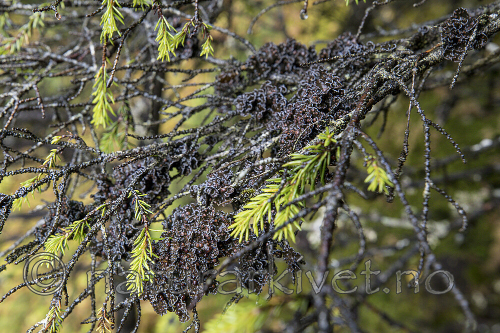 KA_170920_92 / Erioderma pedicellatum / Trønderlav