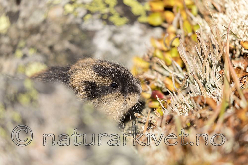 KA_170923_100 / Lemmus lemmus / Lemen