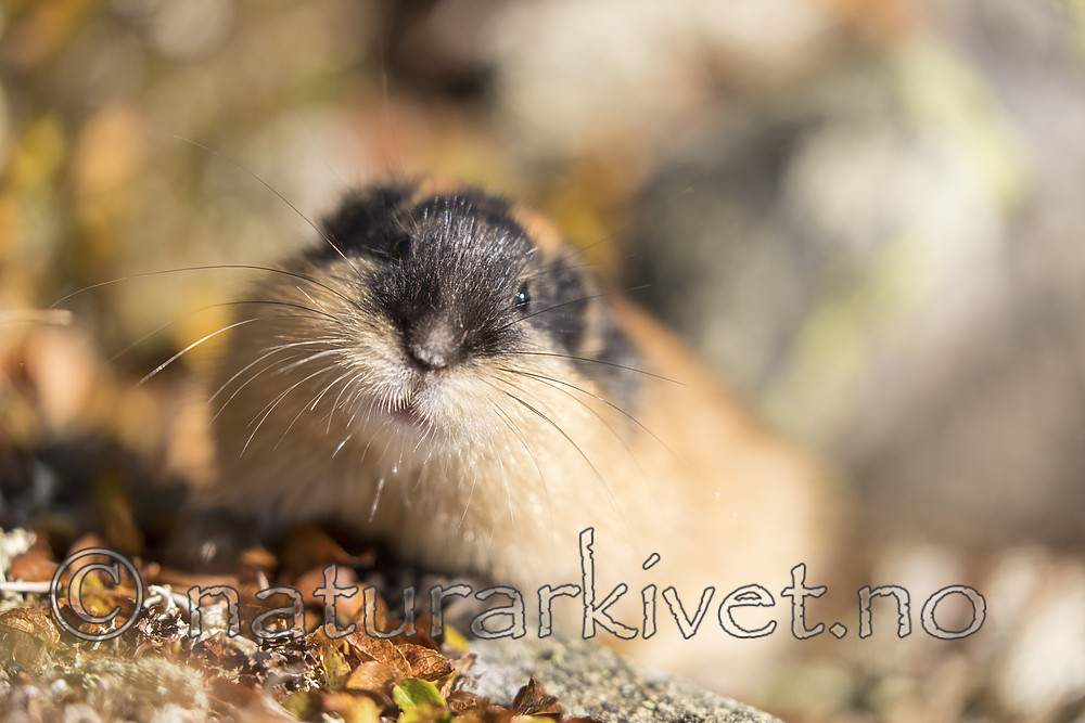 KA_170923_109 / Lemmus lemmus / Lemen