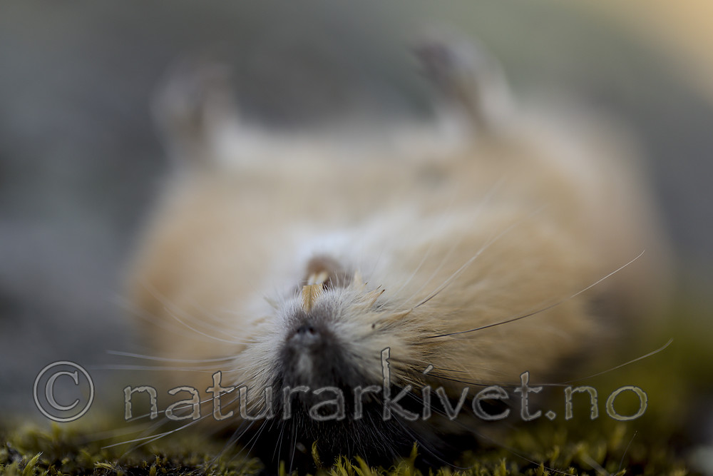 KA_170923_124 / Lemmus lemmus / Lemen