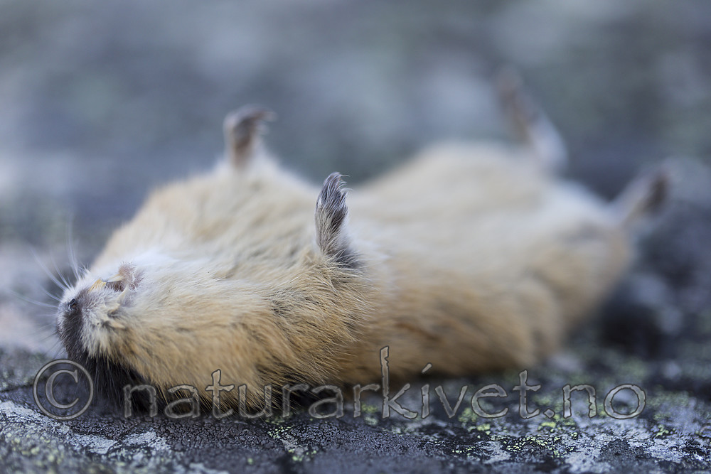 KA_170923_129 / Lemmus lemmus / Lemen