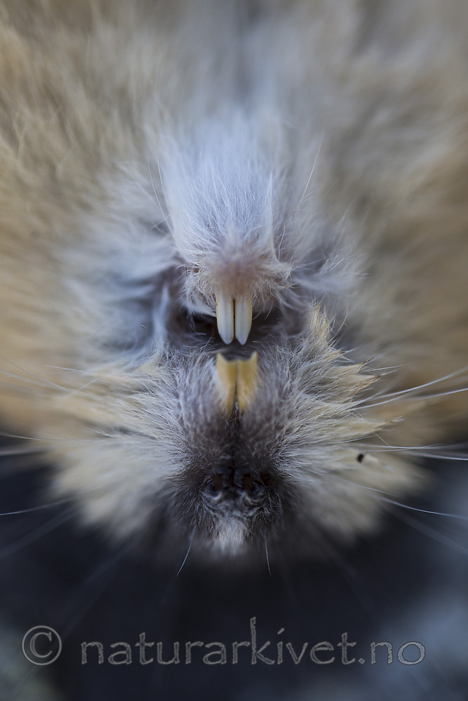 KA_170923_135 / Lemmus lemmus / Lemen