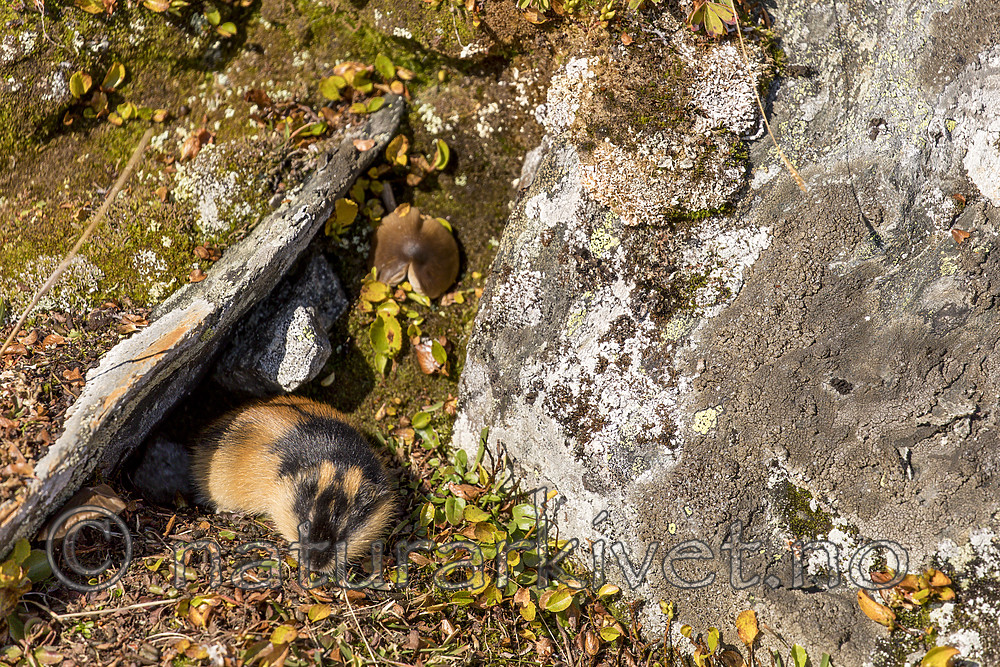 KA_170923_97 / Lemmus lemmus / Lemen