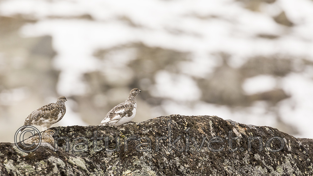 KA_170924_204 / Lagopus muta / Fjellrype