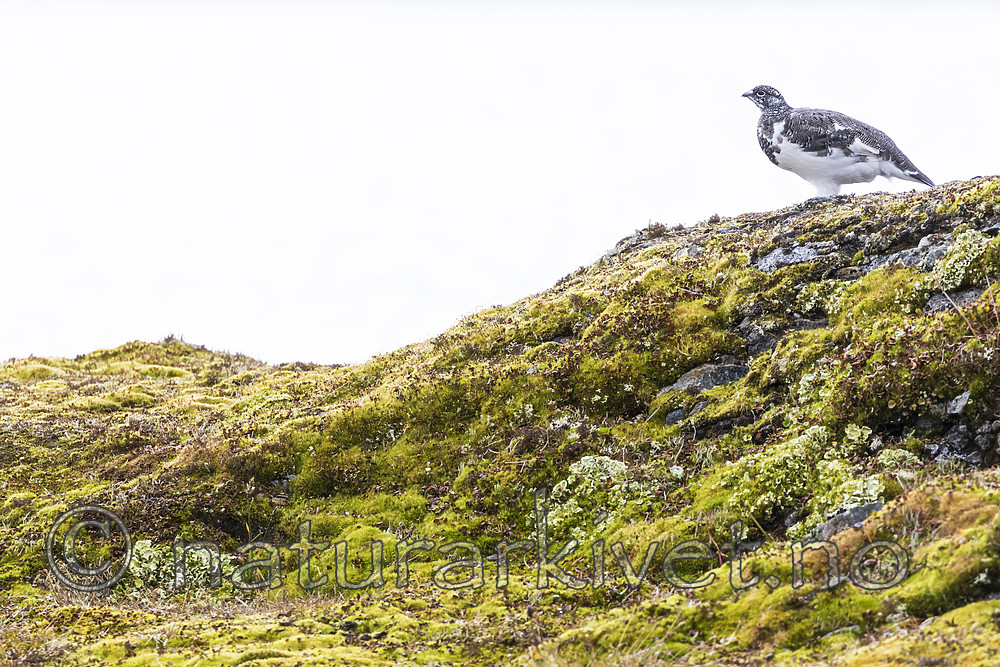 KA_170924_211 / Lagopus muta / Fjellrype