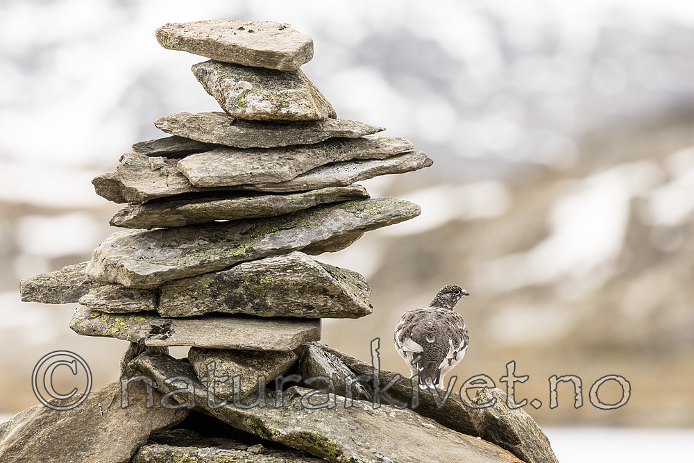 KA_170924_227 / Lagopus muta / Fjellrype