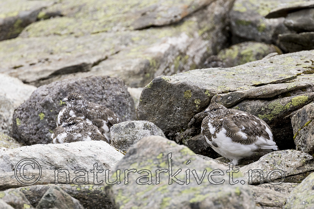 KA_170924_234 / Lagopus muta / Fjellrype