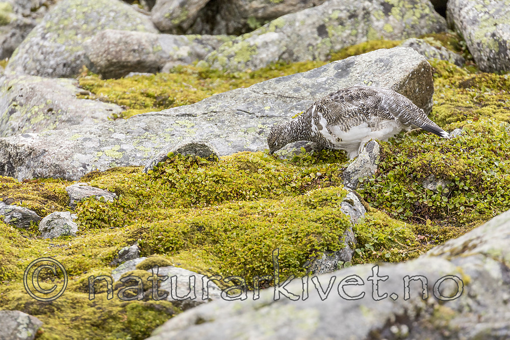 KA_170924_247 / Lagopus muta / Fjellrype