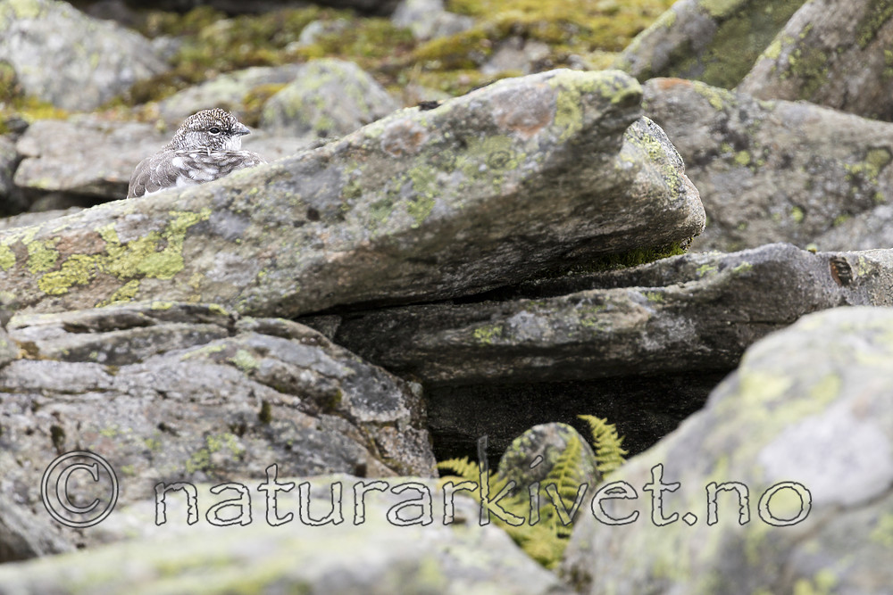 KA_170924_265 / Lagopus muta / Fjellrype