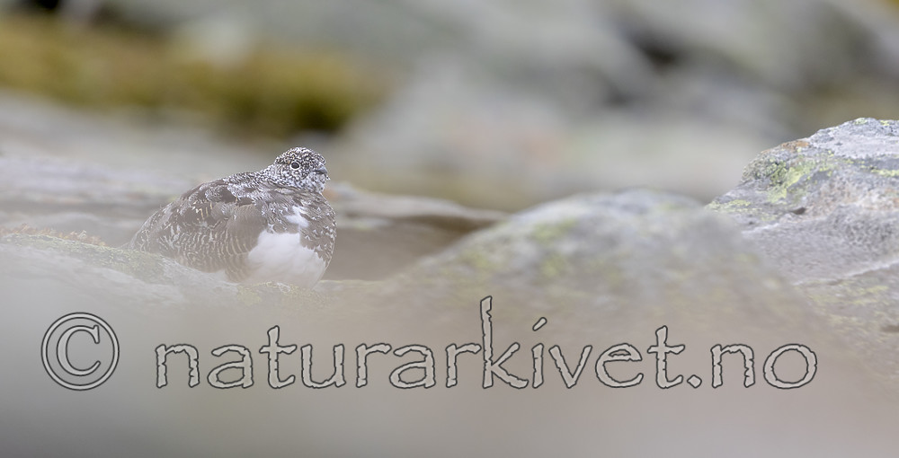 KA_170924_273 / Lagopus muta / Fjellrype