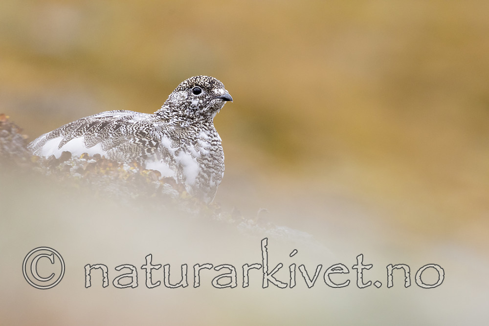 KA_170924_281 / Lagopus muta / Fjellrype