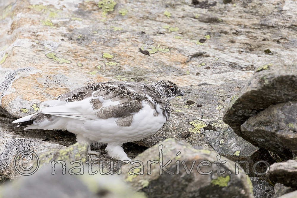 KA_170924_290 / Lagopus muta / Fjellrype
