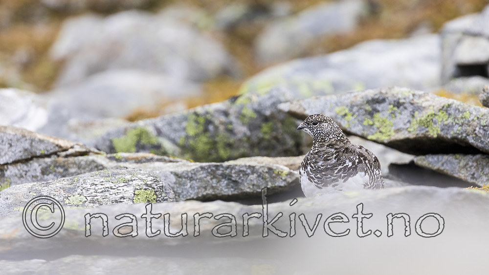 KA_170924_293 / Lagopus muta / Fjellrype