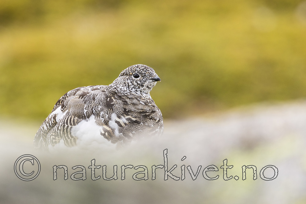 KA_170924_313 / Lagopus muta / Fjellrype
