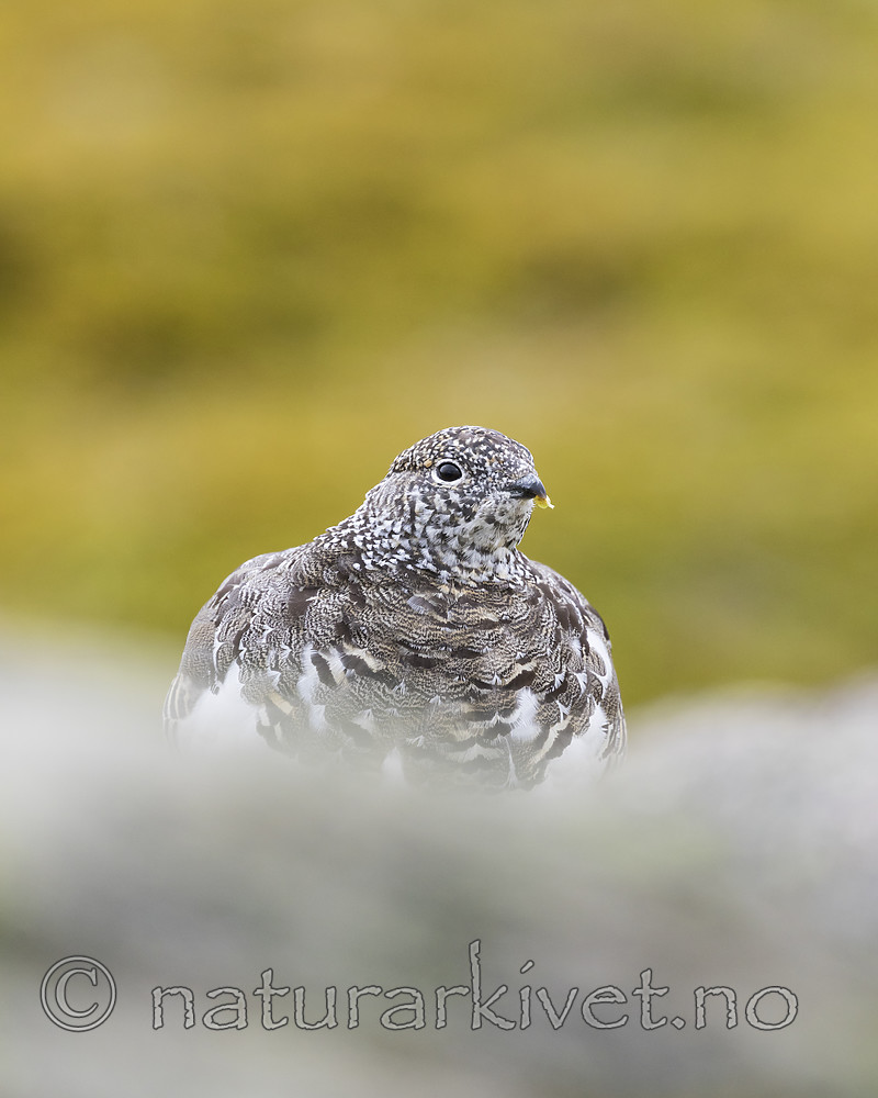 KA_170924_315 / Lagopus muta / Fjellrype