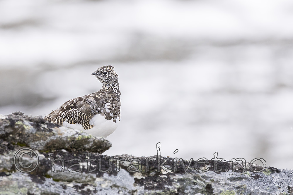 KA_170924_327 / Lagopus muta / Fjellrype