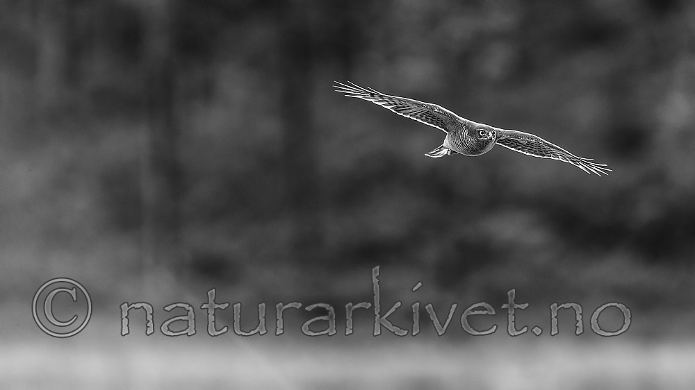 KA_171014_132-sh / Accipiter nisus / Spurvehauk
