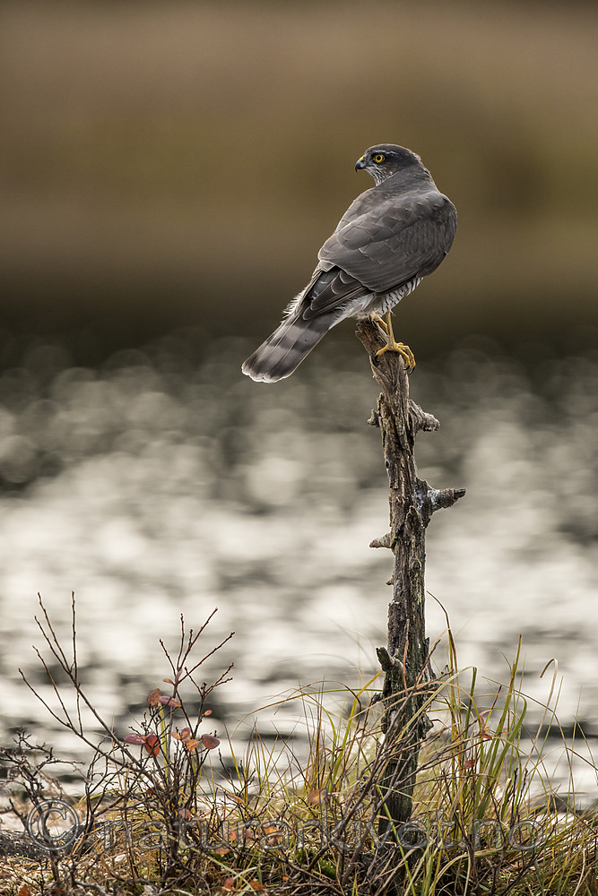 KA_171014_148 / Accipiter nisus / Spurvehauk